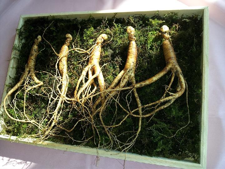 Benarkah Ginseng Mampu Menangkal Virus Mpox?, Begini Tanggapan PAFI KULONPROGO